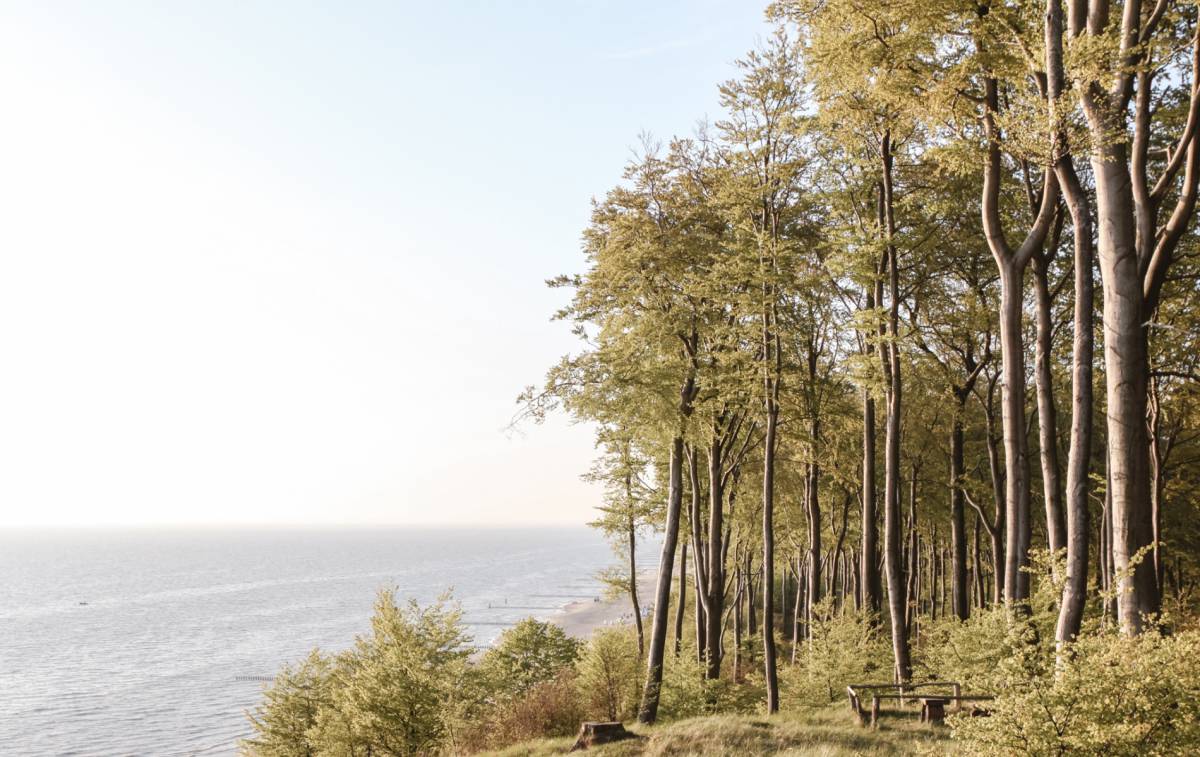 Lichtdurchfluteter Buchenwald auf der Steilküste an der Ostsee auf Usedom mit Blick auf das Meer