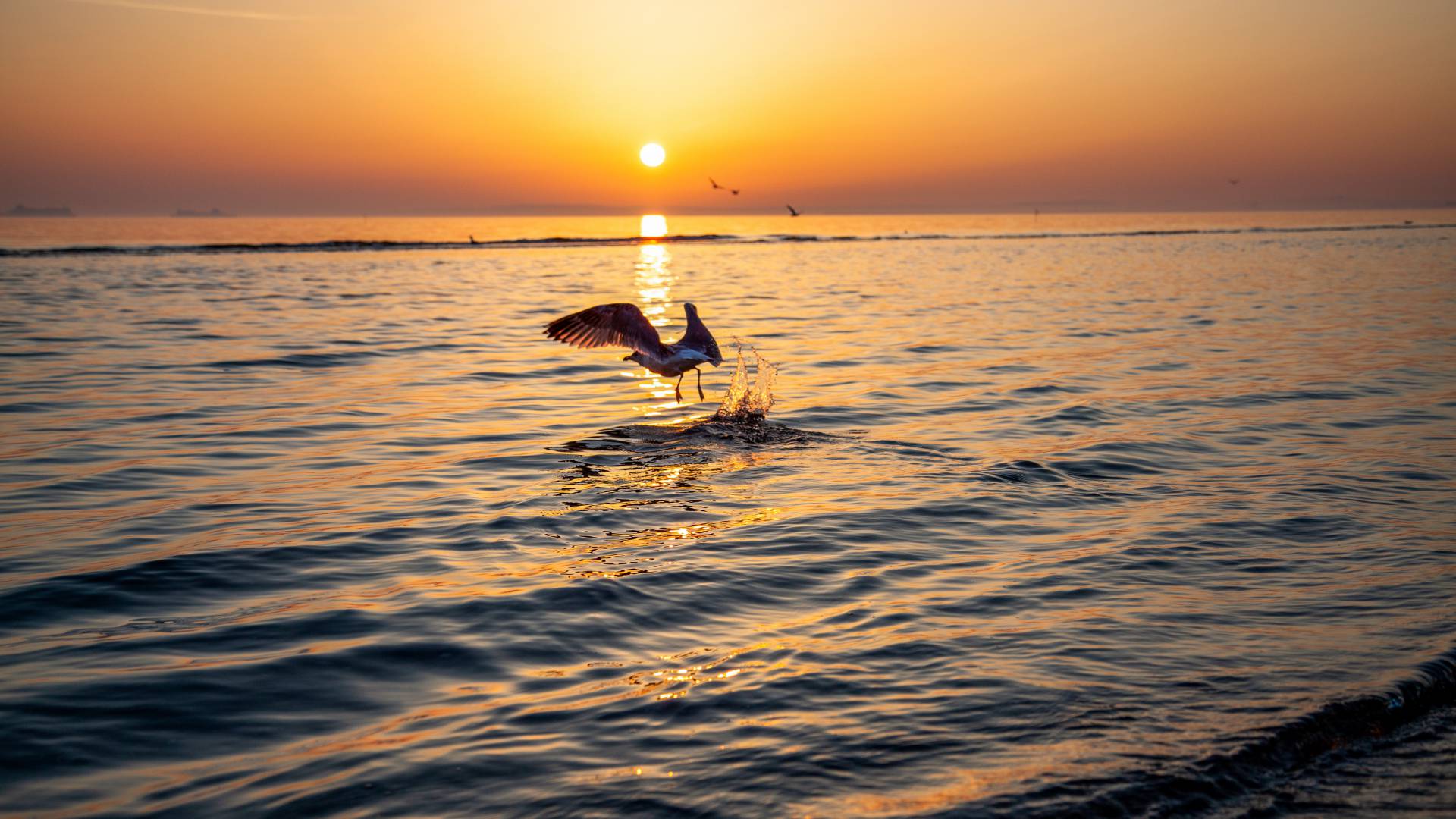 Möwe fliegt über die Ostsee