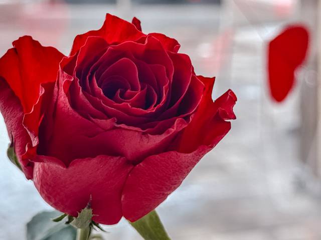Rote Rose mit Herzdekoration als romantische Tischdeko zum Valentinstagsevent im Hotel auf Usedom