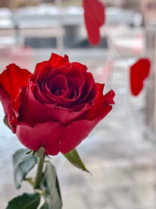 Valentinstag auf der Insel Usedom Symbolfoto